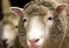 澳门天天彩正版免费全年资料_ 轰动一时的克隆羊“多莉”现在怎么样了？