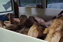 新澳门免费资料免费大全_ 上海街头，一辆小客车里塞满了22只活羊！   警察：气味来了……